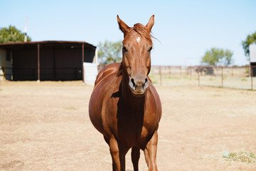 Young brown quarter horse on farm looking at camera close up.