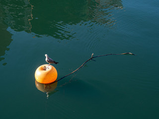 seagull perched on a yellow buoy in the estuary of Bilbao
