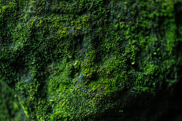 Green moss up close