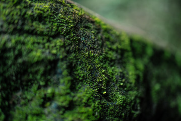 Green moss up close