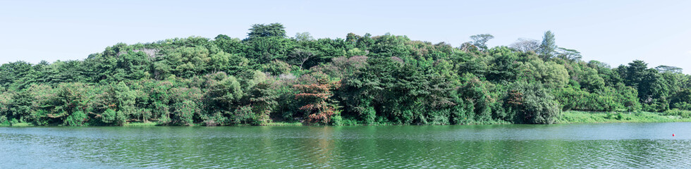 Panorama shot of green forest and green river or lake water. Green nature background color wide photo shot