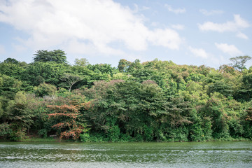 Forest green and river water with green color