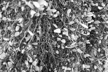 Small leaves background black and white close up
