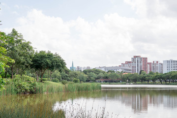 Tall grasses with river and residential condominium background