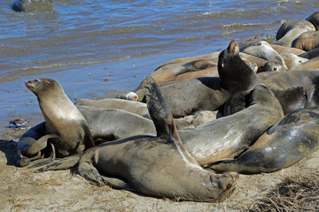 Sea lion colony near Moss Landing in California USA