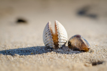 Herzmuschel und Miesmuschel am Sandstrand Nordsee