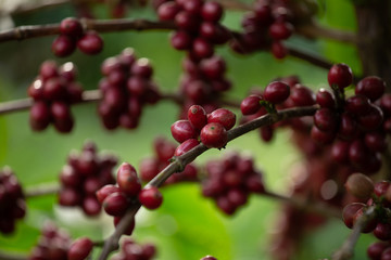 Robusta, red cherry coffee bean on coffee tree