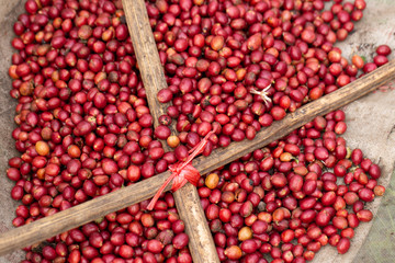 Robusta, red cherry coffee bean on coffee tree