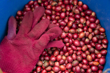 Robusta, red cherry coffee bean on coffee tree