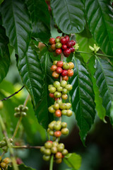 Robusta, red and green cherry coffee bean on coffee tree.