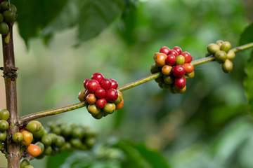 Robusta, red cherry coffee bean on coffee tree