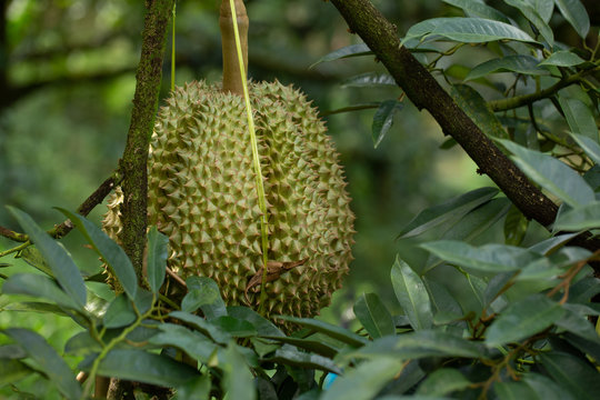 Durians fruit Hanging on The High Tree in The Garden