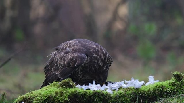 Common buzzard sitting on the forest meadow and pluck a woodpigeon, winter, (buteo buteo), germany
