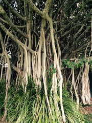 Fig Tree