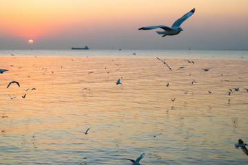 seagulls flying in the sky and sun