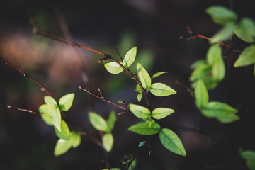Closeup nature view of dark green leaf on morning sunlight using as background concept