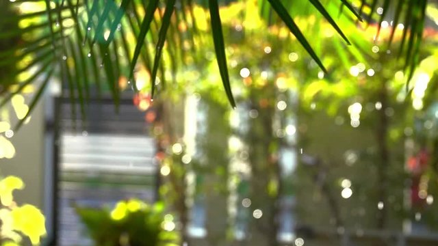 Water the plants,blurred HD slow motion video. Close up of water drops falling from tree in the garden backyard with morning sunlight used for background . 