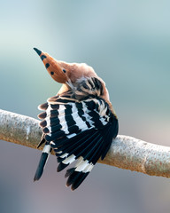 Common hoopoe doing preen on a tree perch © syedfabbas