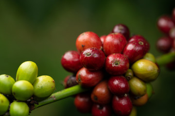 Robusta, red cherry coffee bean on coffee tree