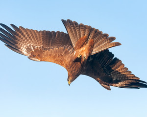 Black kite going down in the sky