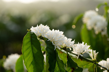 Coffee Flowers blossom on Coffee tree close up view