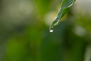 Fototapeta na wymiar Drops of dew on the beautiful green grass, Green background close up