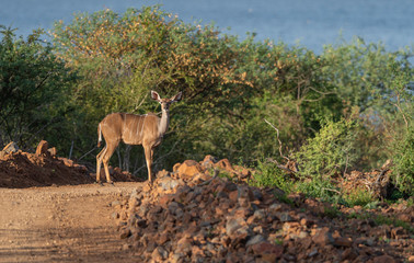 Greater Kudu crossing the road near lake Bogoria, Kenya, Africa