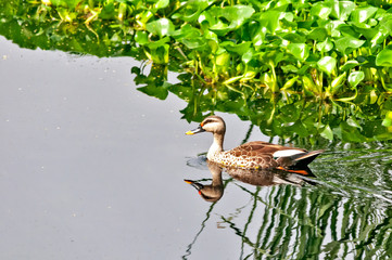 Indian spot billed duck swimming in river