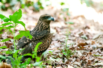 Closeup of a black kite sitting on dry leaves