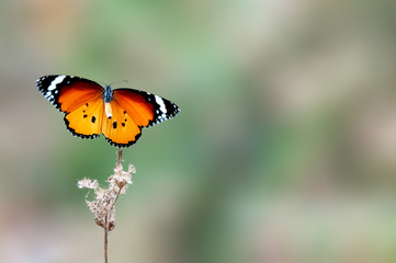 A plain tiger flying upon a plant