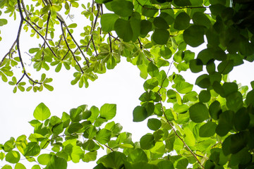 ivy leaf climbing on twisted