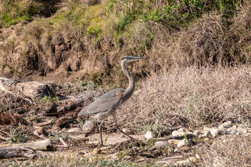 Goleta, CA, USA - January 2, 2020: UCSB, University California Santa Barbara. Heron walks in dunes. Brown background with some green.