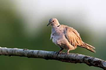 Eurasian collared dove sitting on a tree branch doing preen