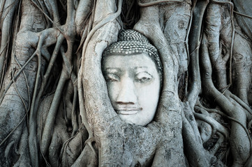 Old buddha head trapped in bodhi tree roots in Wat Mahathat Temple, Ayutthaya. Bangkok province, Thailand