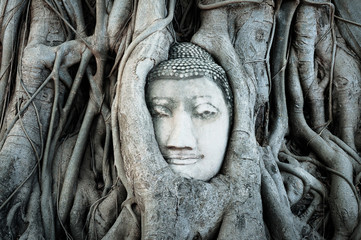 Old buddha head trapped in bodhi tree roots in Wat Mahathat Temple, Ayutthaya. Bangkok province, Thailand - Powered by Adobe