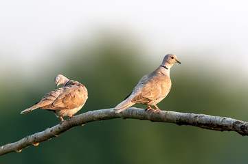 A pair of Eurasian collared dove on a tree
