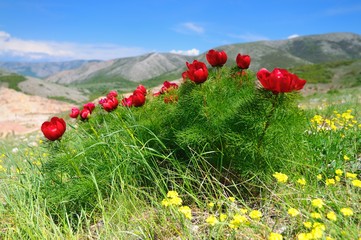 Meadow with green grass and red poppy flowers