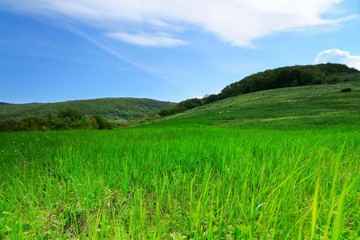 Field with tall green grass, hills in background