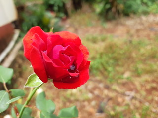 red tulips in the garden