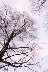 Fototapeta na wymiar wysokie drzewo