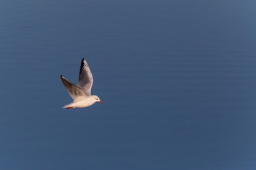 black-headed gull flying against calm blue water