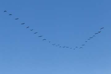 flock of great cormorants flying in blue sky