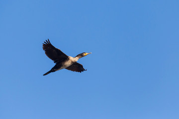 close up of great cormorant flying in blue sky