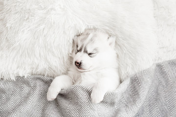 Cute siberian husky puppy sleep under a grey blanket