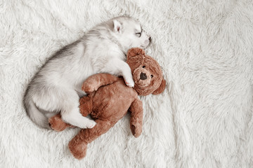 Cute Siberian Husky puppy hugs toy bear and sleeps on pillow at home