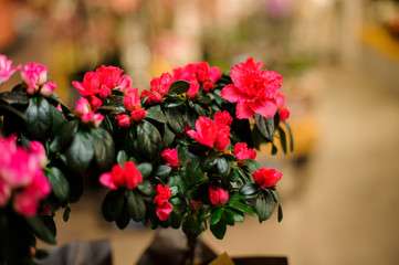 Beautiful flower pot with pink Azaleas with green juicy leaves standing on the table