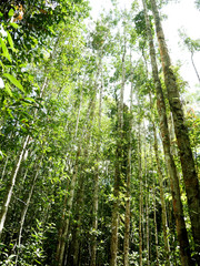 Naklejka na ściany i meble Beautiful green tree natural in the forest at Thailand.