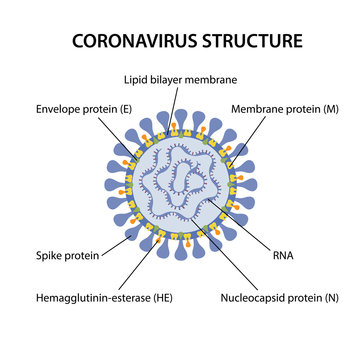 Structure of coronavirus with corresponding designations. Microbiology. Vector illustration in flat style isolated over white background.