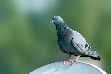 Rock pigeon sitting on a tv dish