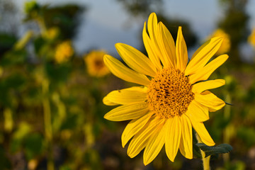 Close-up of a beautiful sunflower
